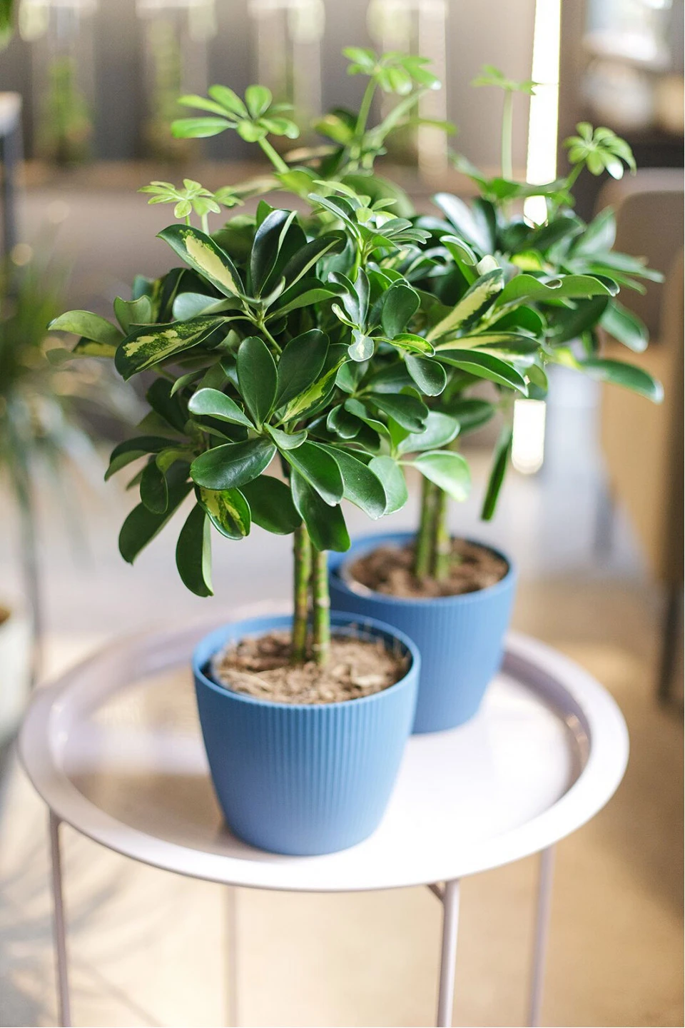 Шефлера (Schefflera Compacta) на плетеном стволе 7