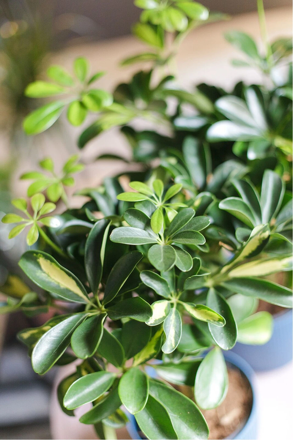 Шефлера (Schefflera Compacta) на плетеном стволе - подарочное оформление
