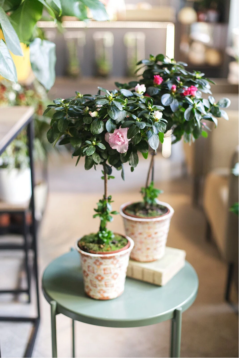 Азалия на штамбе (Azalea Stem) 40 см - с добавлением зелени