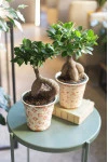 Фикус Гинсенг (Ficus Ginseng) 35 см