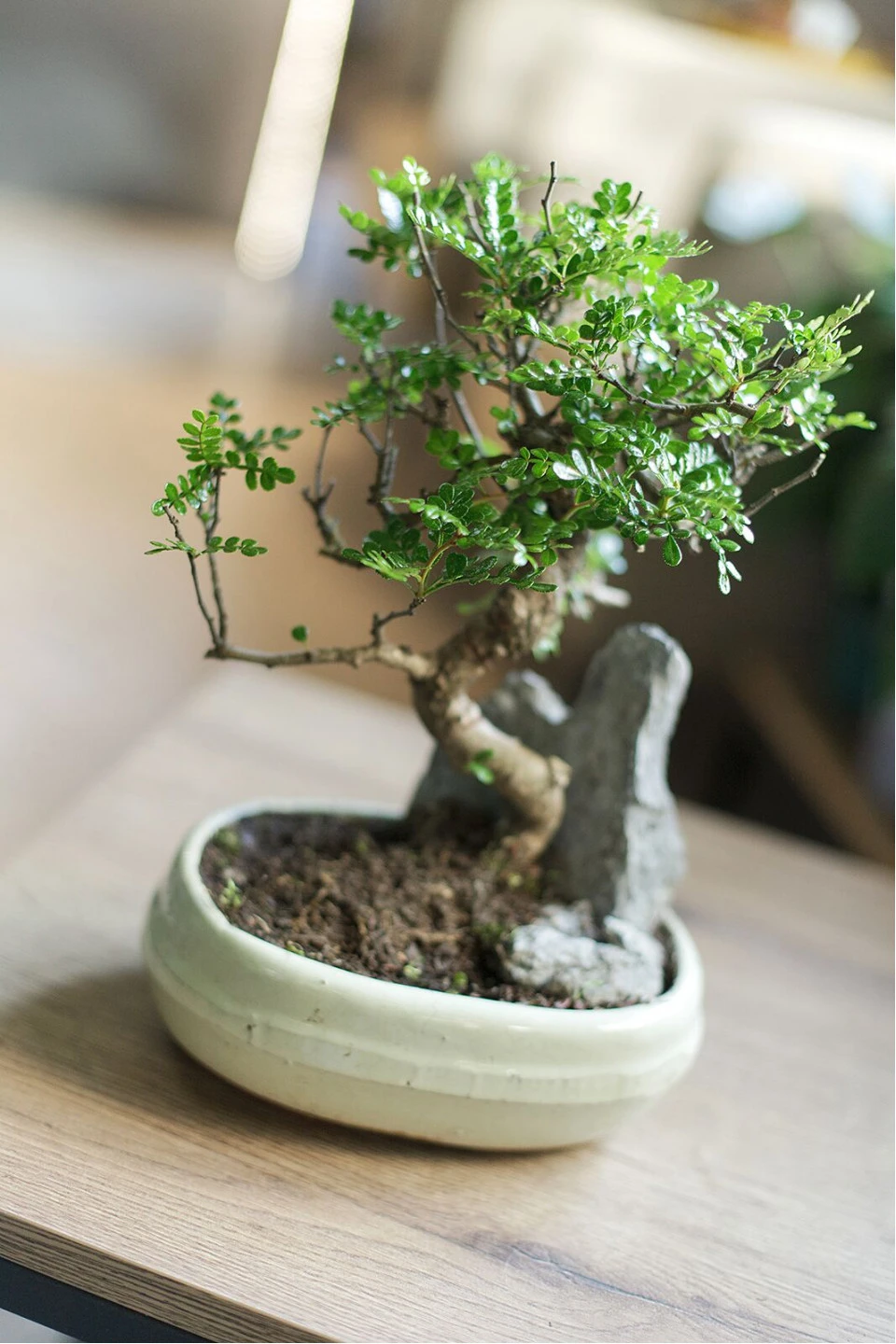 Бонсай в  кашпо Зелкова (Zelkova) 35 см - подарочное оформление