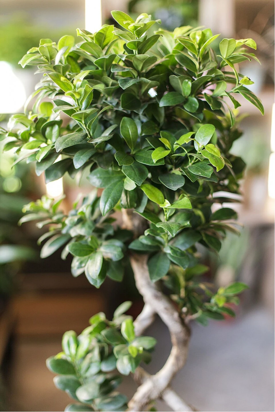 Фикус Гинсенг (Ficus ginseng) 70 см Бесконечность - с добавлением зелени
