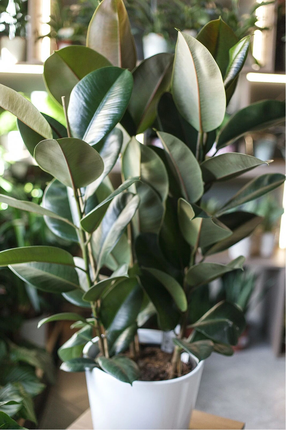 Фикус Робуста (Ficus Robusta) - с доставкой по Минску