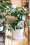 Монстера (Monstera)