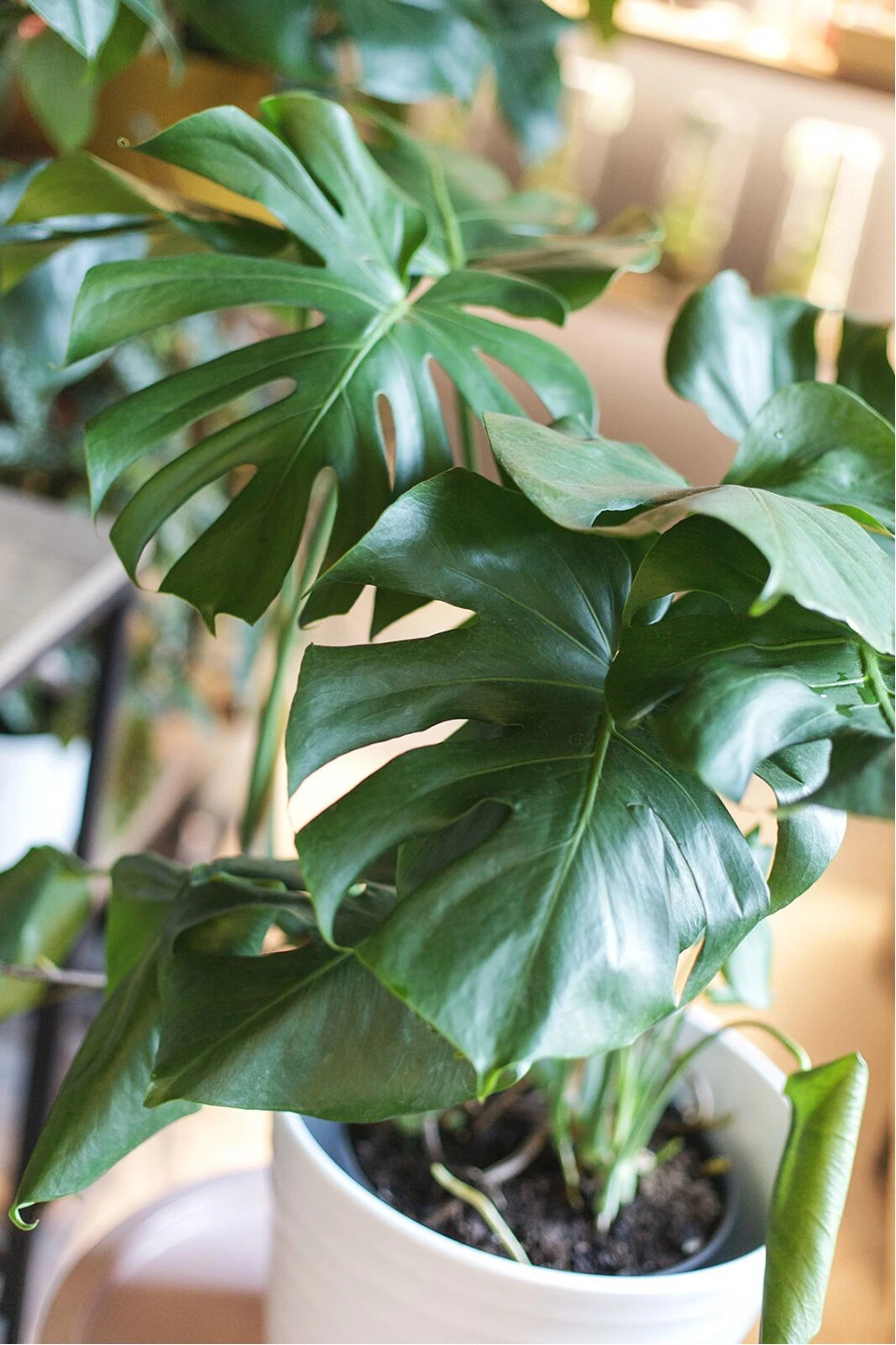 Монстера (Monstera) - с доставкой по Минску