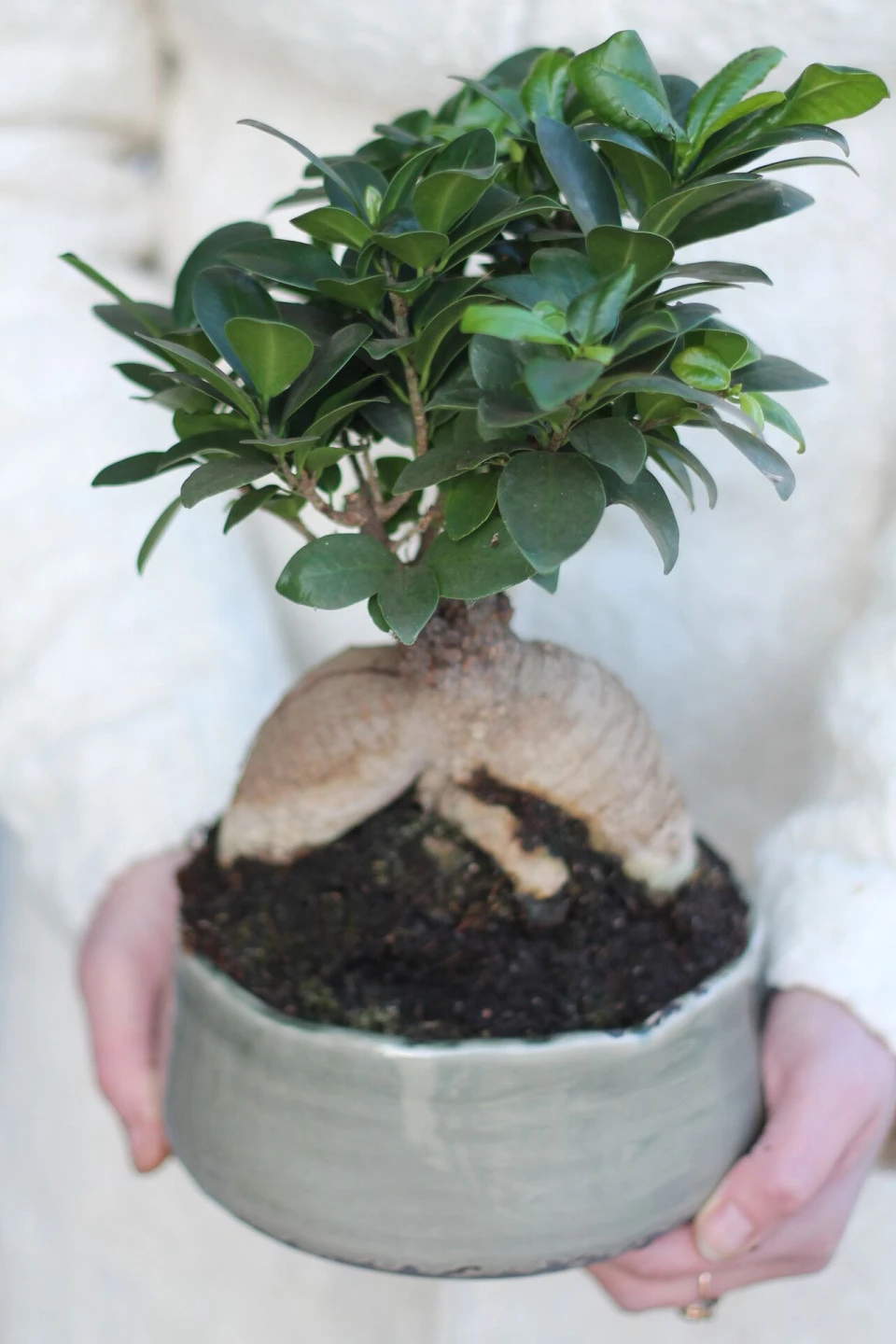 Фикус женьшень маленький (Ficus Ginseng Ceramic) - с доставкой по Минску