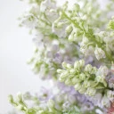 Дельфиниум  (Delphinium) - миниатюра 10