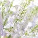Дельфиниум  (Delphinium) - миниатюра 9