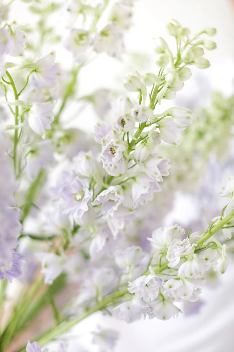 Дельфиниум  (Delphinium) 9