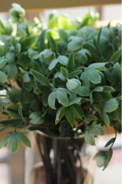 Helleborus viridis