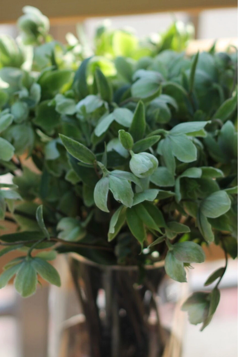 Helleborus viridis