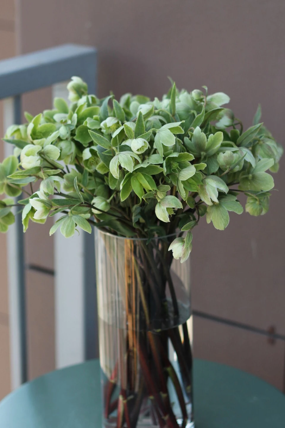 Helleborus viridis - с доставкой по Минску