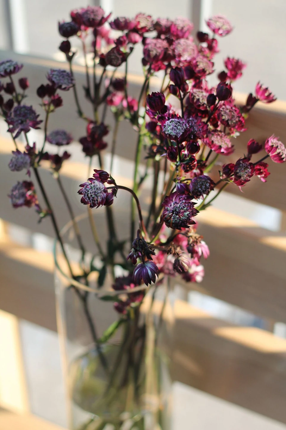 Astrantia бордо - с добавлением зелени