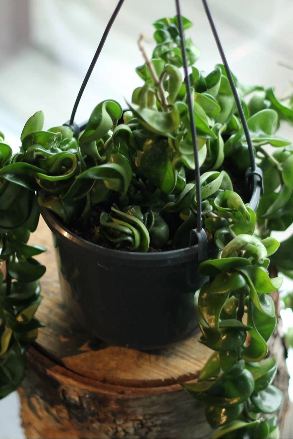 Хойя Компакта (Hoya Compacta)