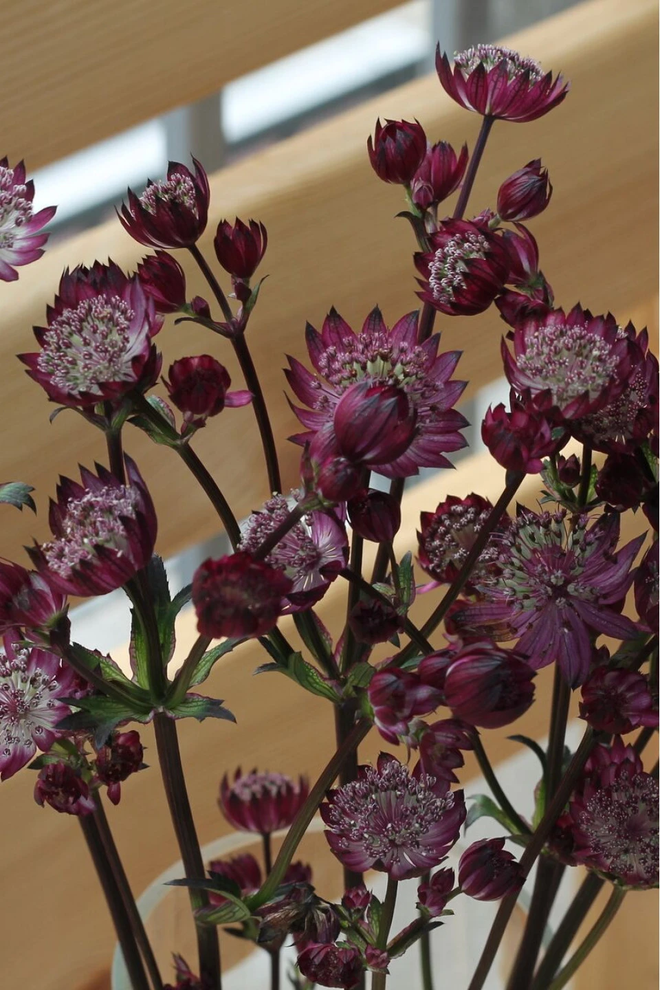 Astrantia бордо - с доставкой по Минску