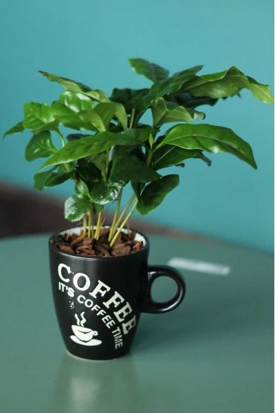 Кофе (Coffea In Mok+Bark) 25 см