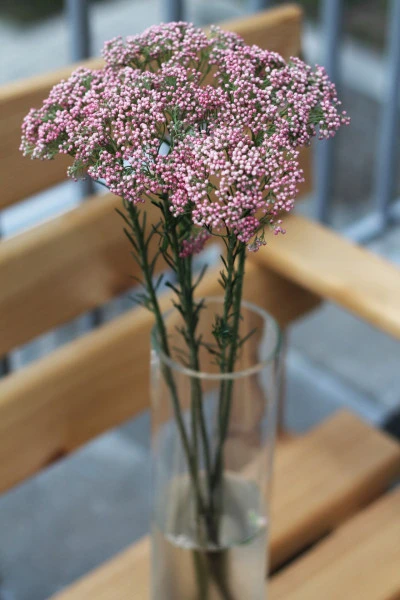 Озотамнус (Ozothamnus)