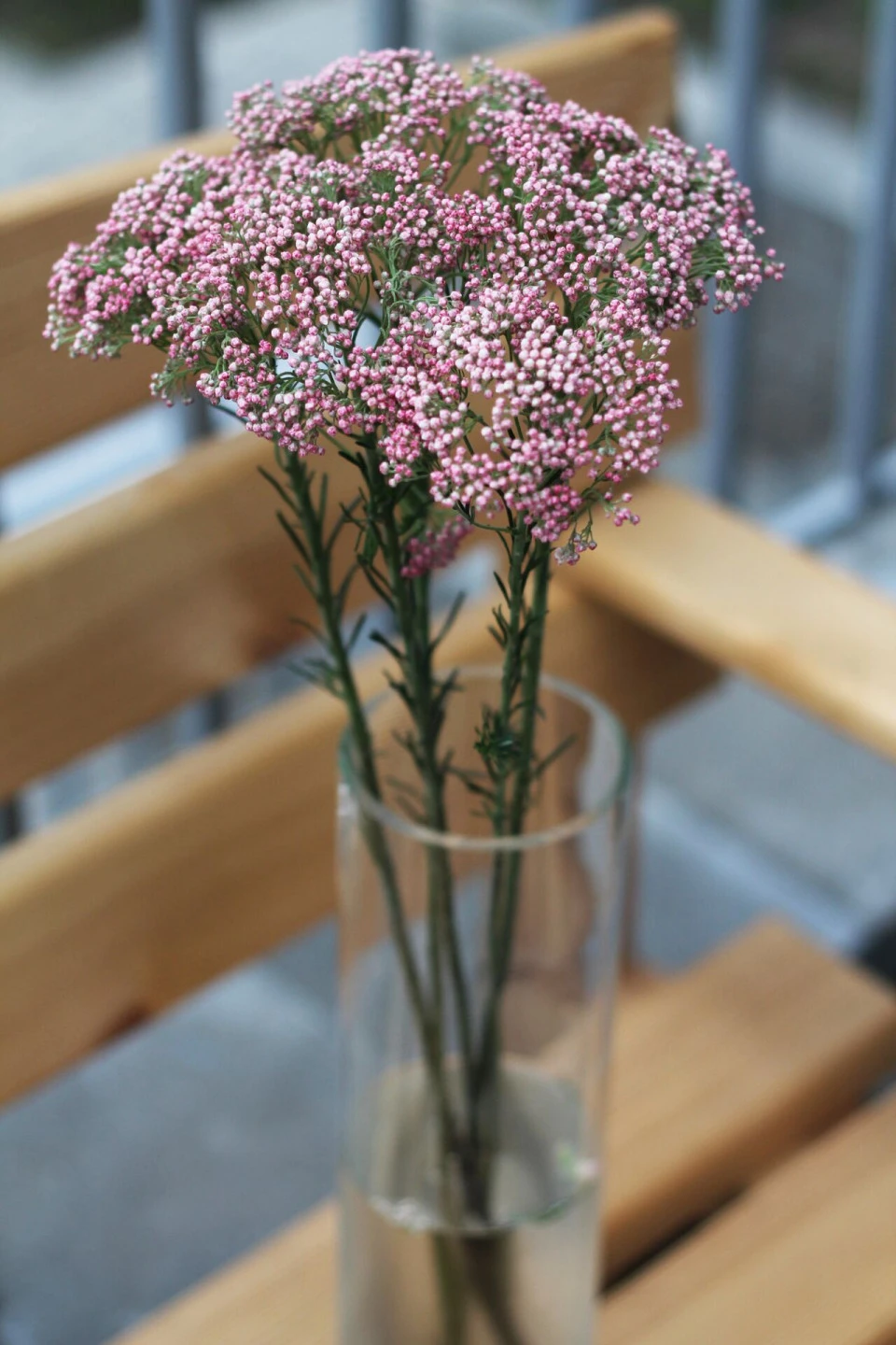 Озотамнус (Ozothamnus)