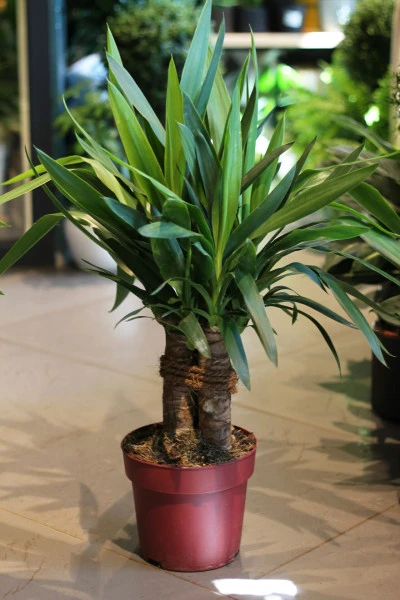 Юкка Элефантис (Yucca Elephantipes) 70 см