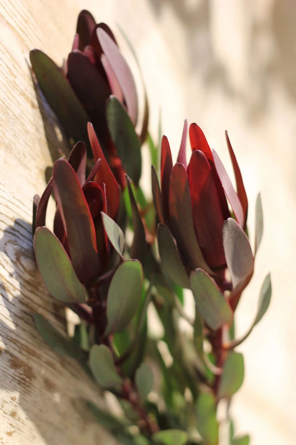 Leucadendron