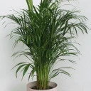 Дипсис желтоватый (Dypsis Lutescens Areca) - для женщины/молодой пары - миниатюра