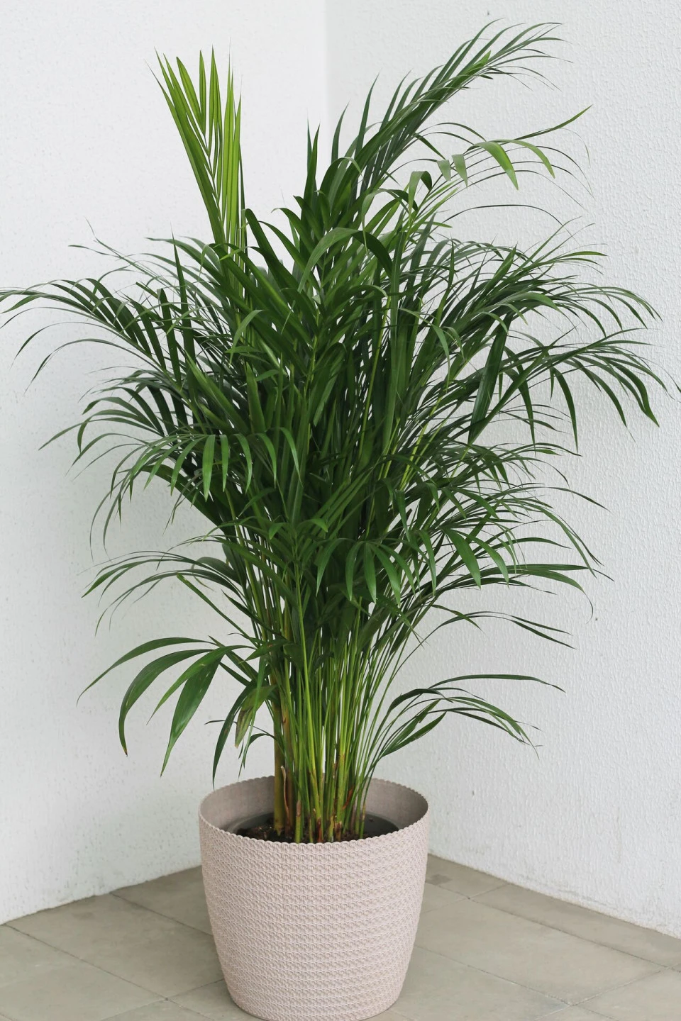 Дипсис желтоватый (Dypsis Lutescens Areca) - для женщины/молодой пары