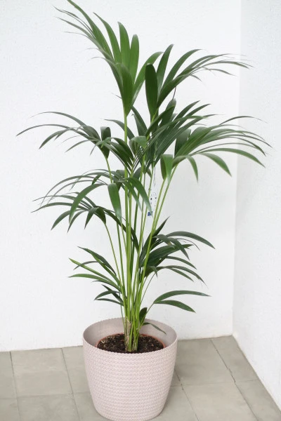 Ховея Форстера(Howea Forsteriana)