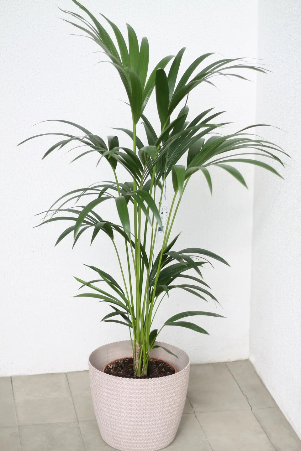 Ховея Форстера(Howea Forsteriana)