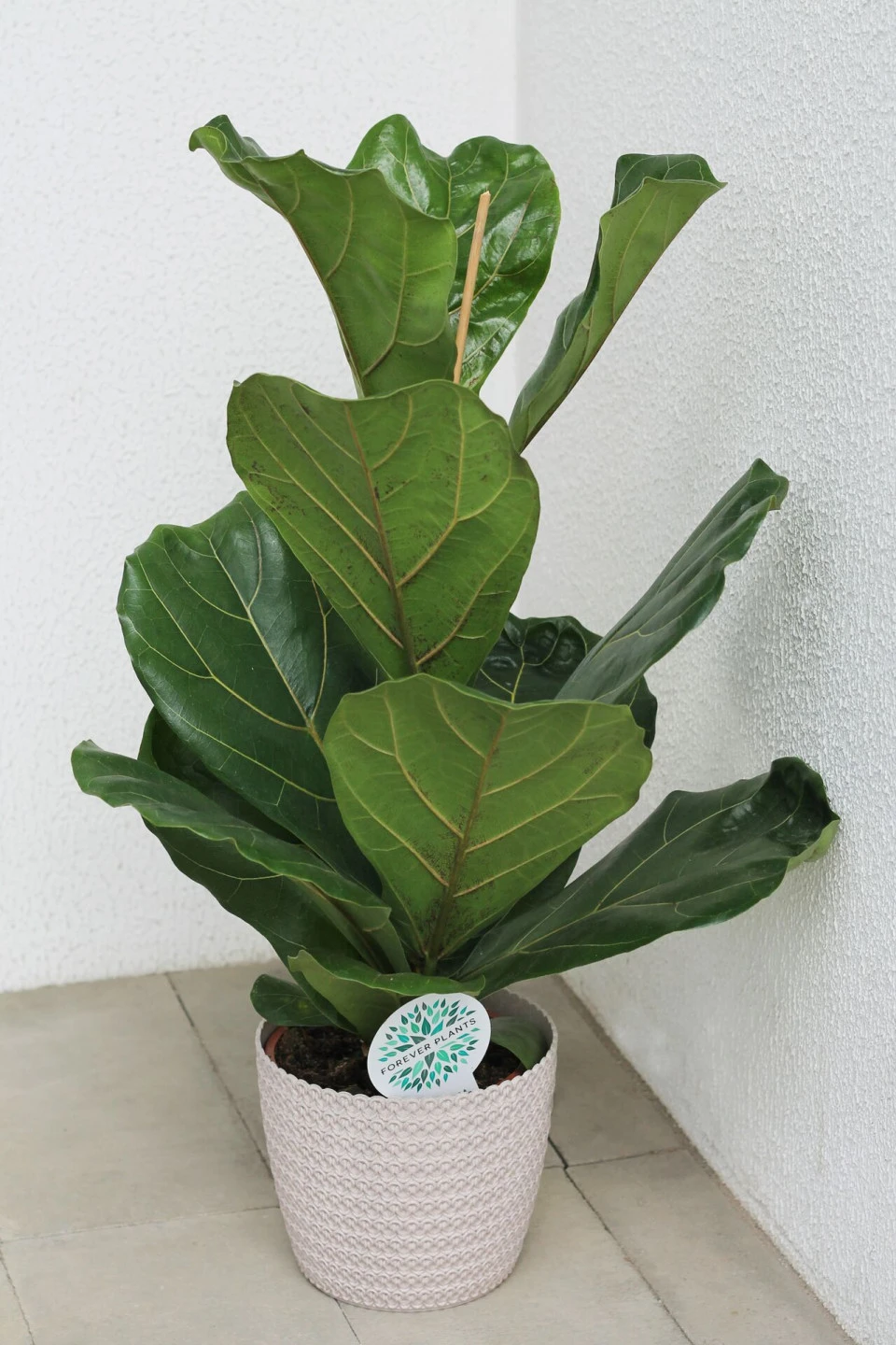 Фикус лировидный (Ficus Lyrata) - для женщины/молодой пары