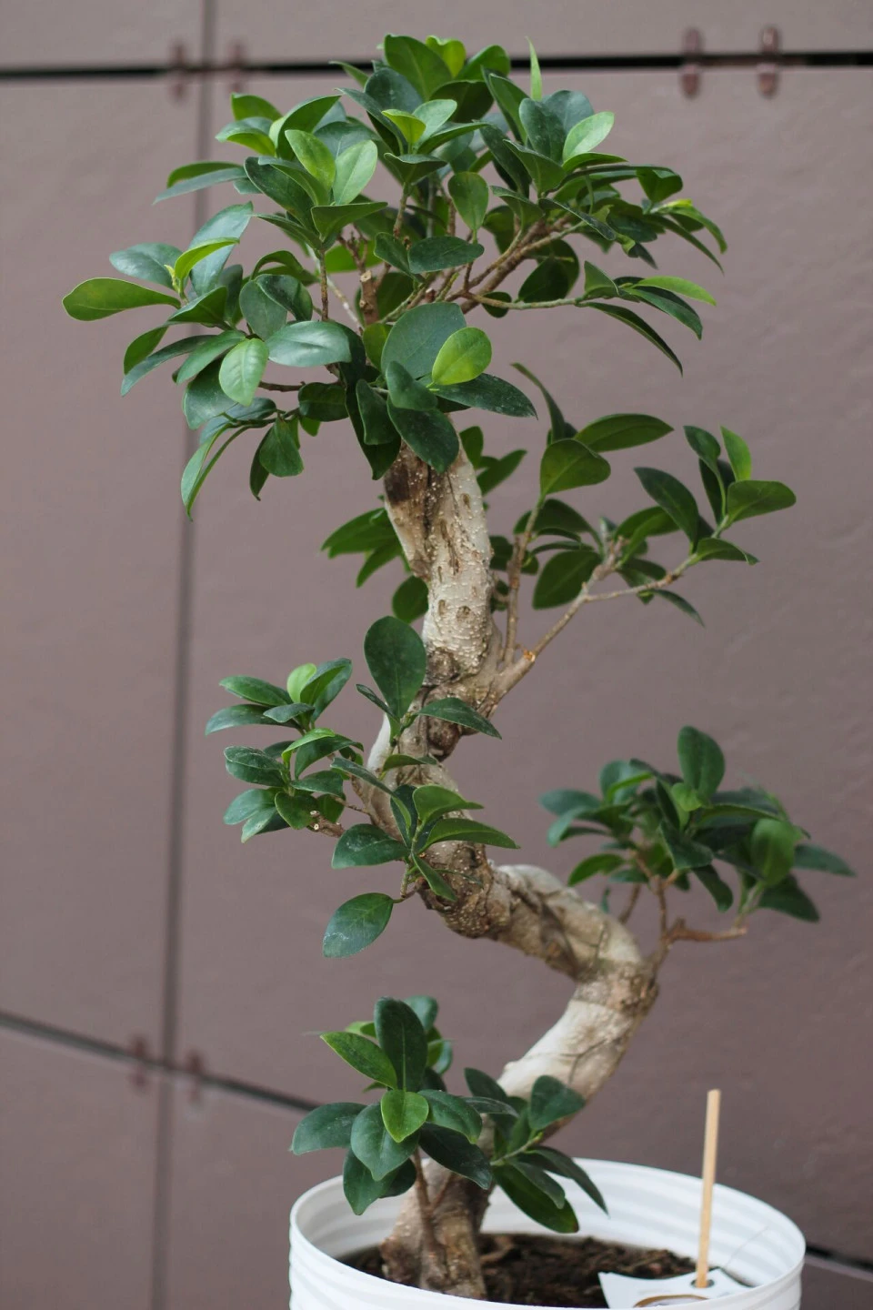 Фикус Гинсенг (Ficus Ginseng) 70-22 см S-образный - с доставкой по Минску