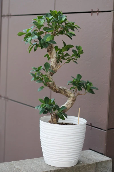 Фикус Гинсенг (Ficus Ginseng) 70-22 см "S-образный"