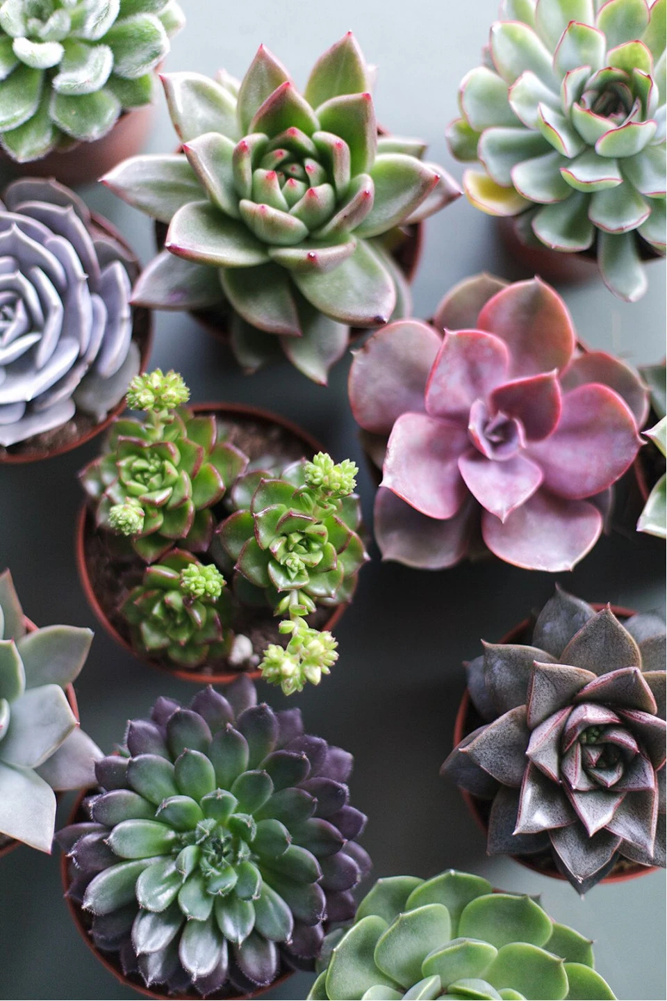 Эхеверия (Echeveria) 15 см