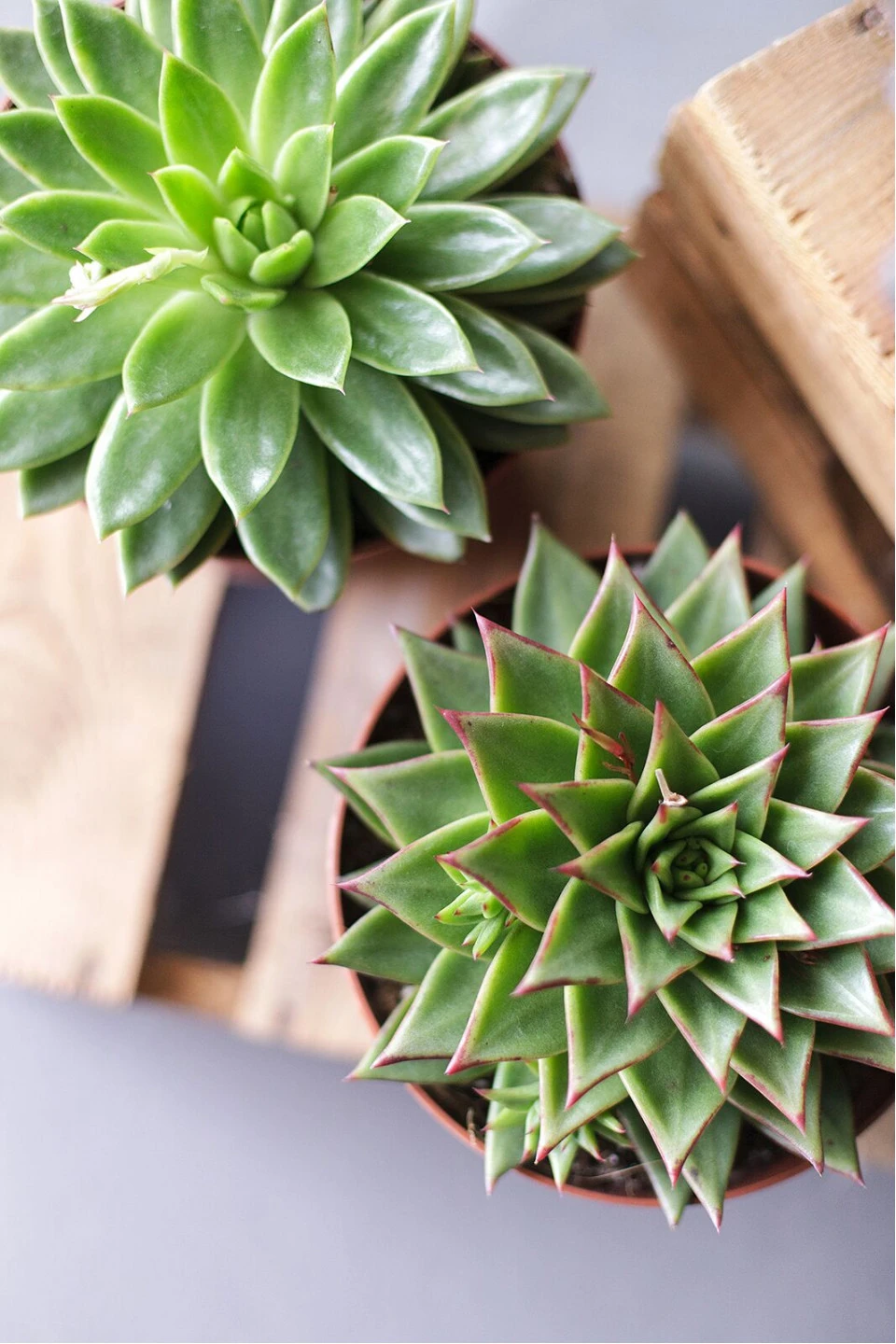Эхеверия (Echeveria) 15 см - для женщины/молодой пары