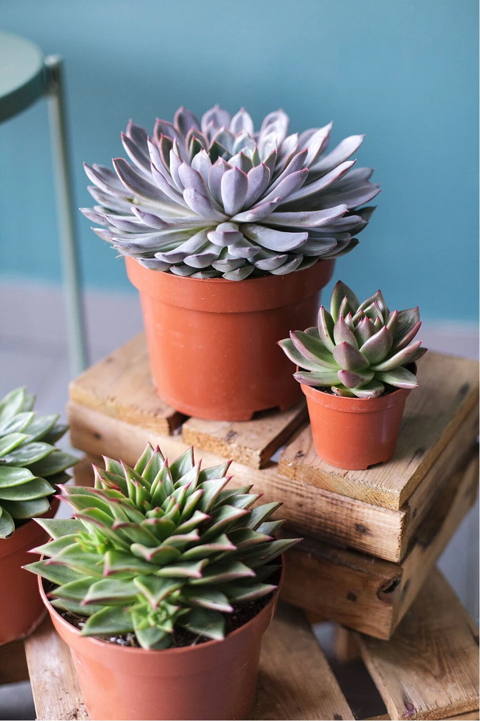 Эхеверия (Echeveria) 15 см - с доставкой по Минску