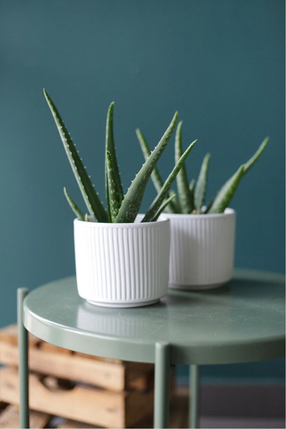 Алоэ (Aloe) 20 см - с добавлением зелени