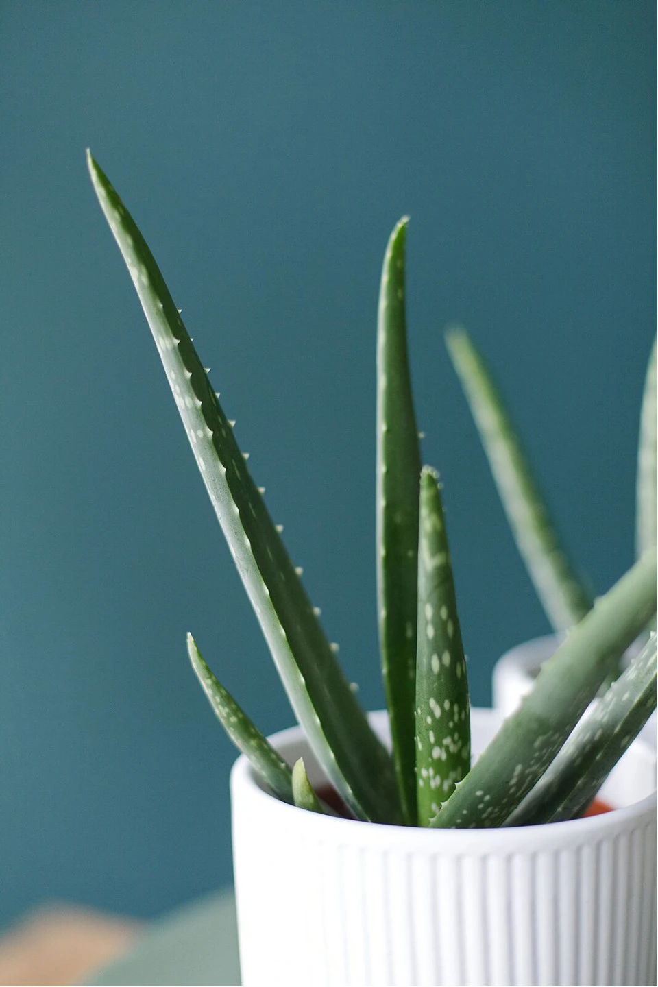 Алоэ (Aloe) 20 см - с доставкой по Минску