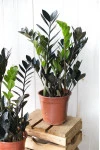 Черный замиокулькас (Zamioculcas Blaсk Raven/ Davon)