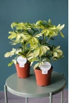 Шефлера Мелани (Schefflera Melanie) 50 см