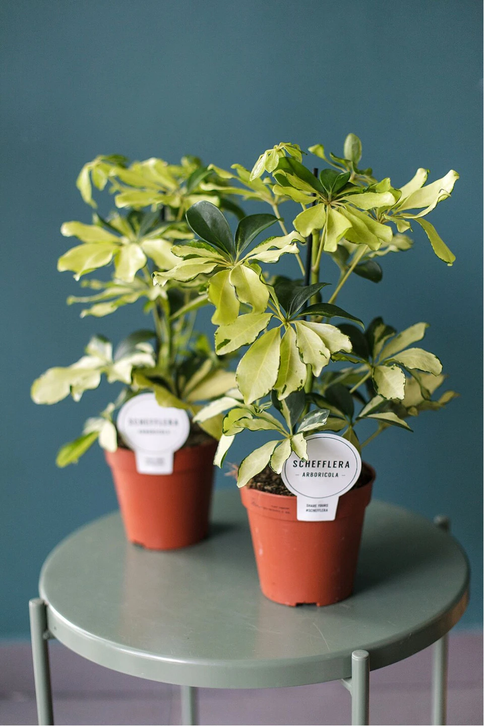 Шефлера Мелани (Schefflera Melanie) 50 см