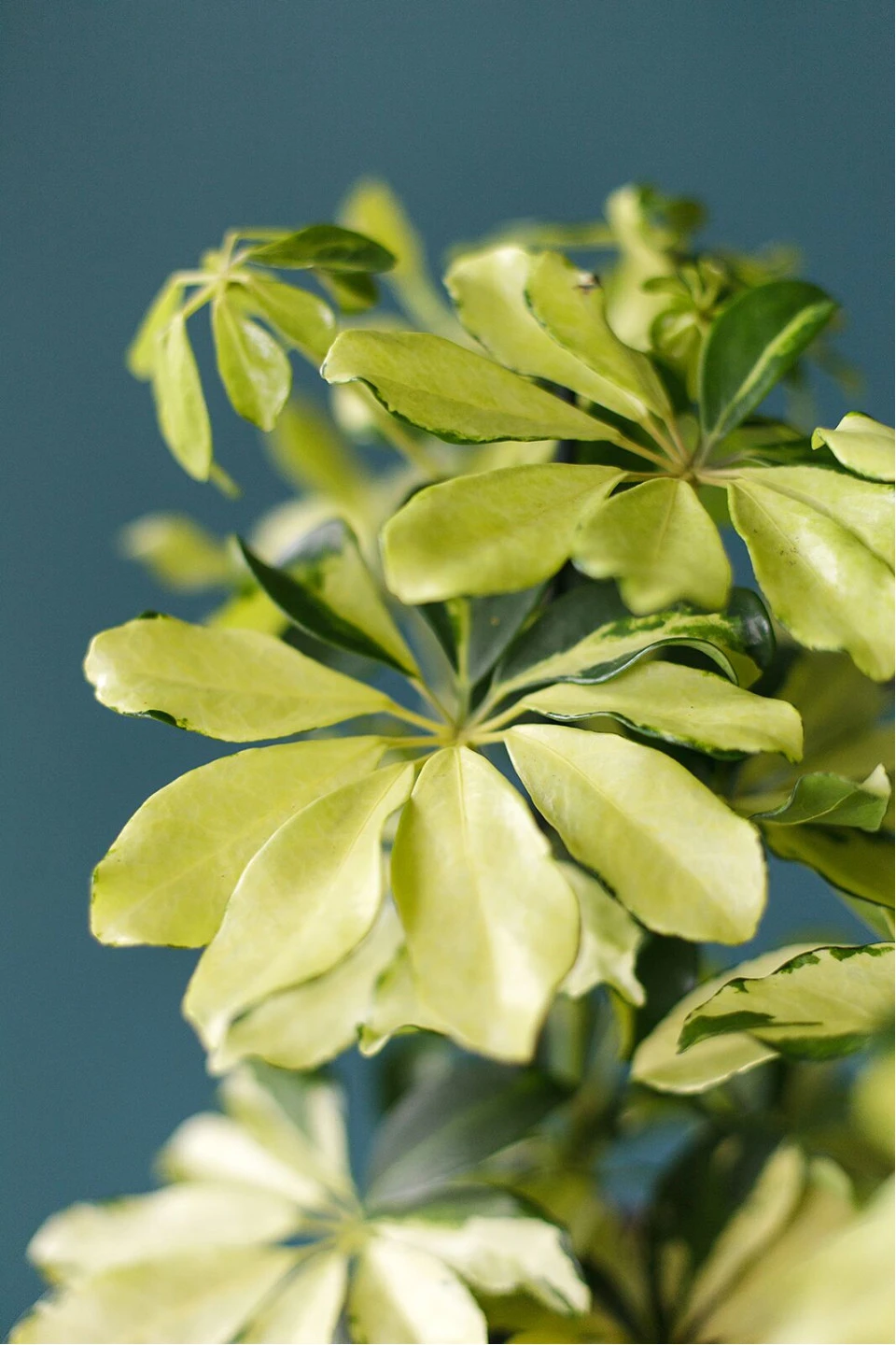 Шефлера Мелани (Schefflera Melanie) 50 см - с доставкой по Минску