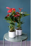 Антуриум красный (Anthurium red)