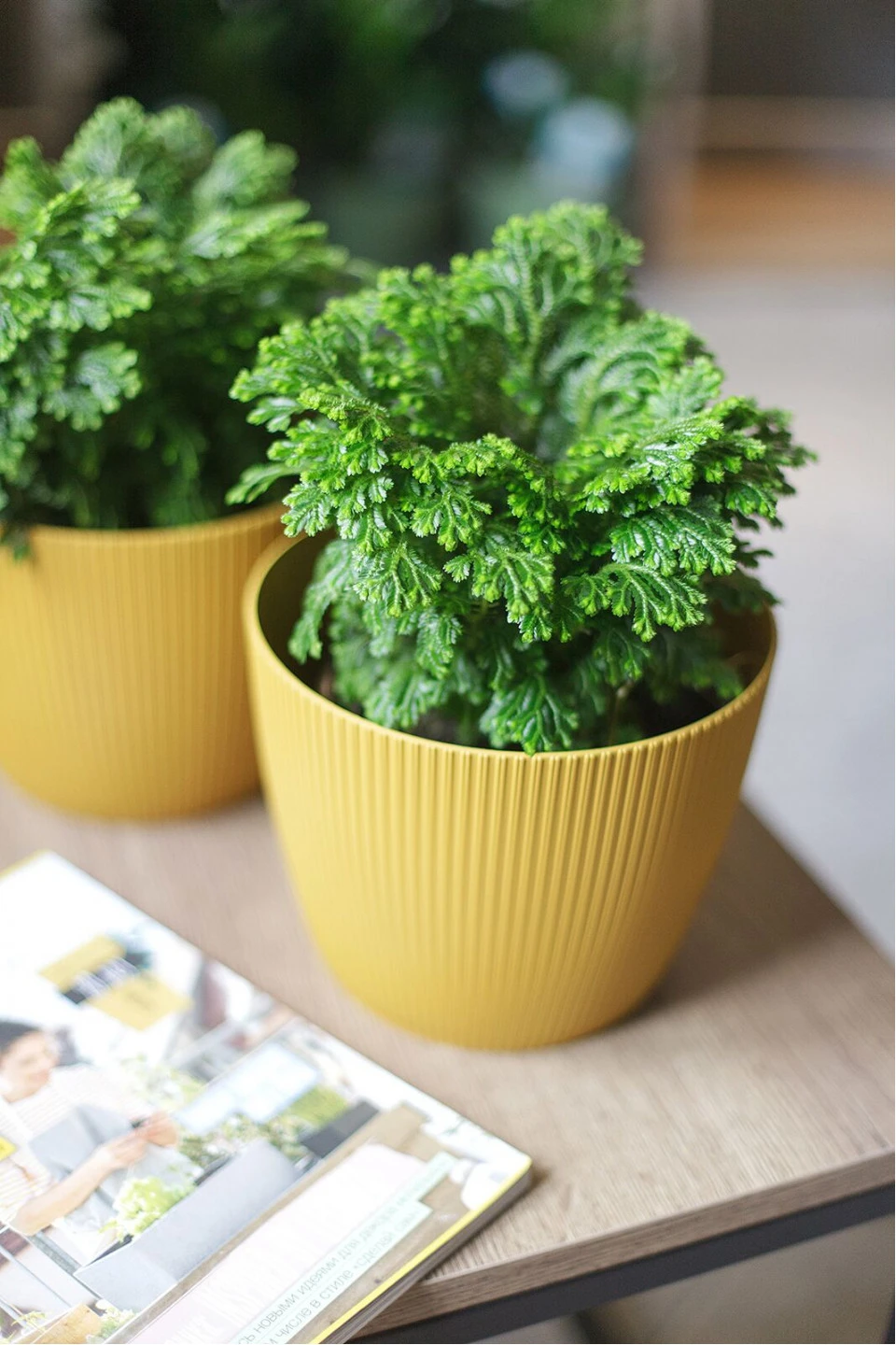 Селагинелла Джори (Selaginella Jori) 20 см