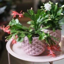 Schlumbergera (Шлюмбергера, Декабрист) - миниатюра
