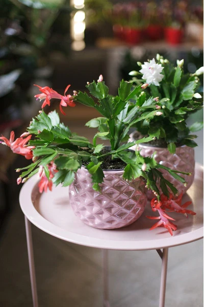 Schlumbergera (Шлюмбергера, Декабрист) 