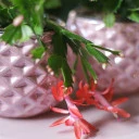Schlumbergera (Шлюмбергера, Декабрист) - миниатюра 9