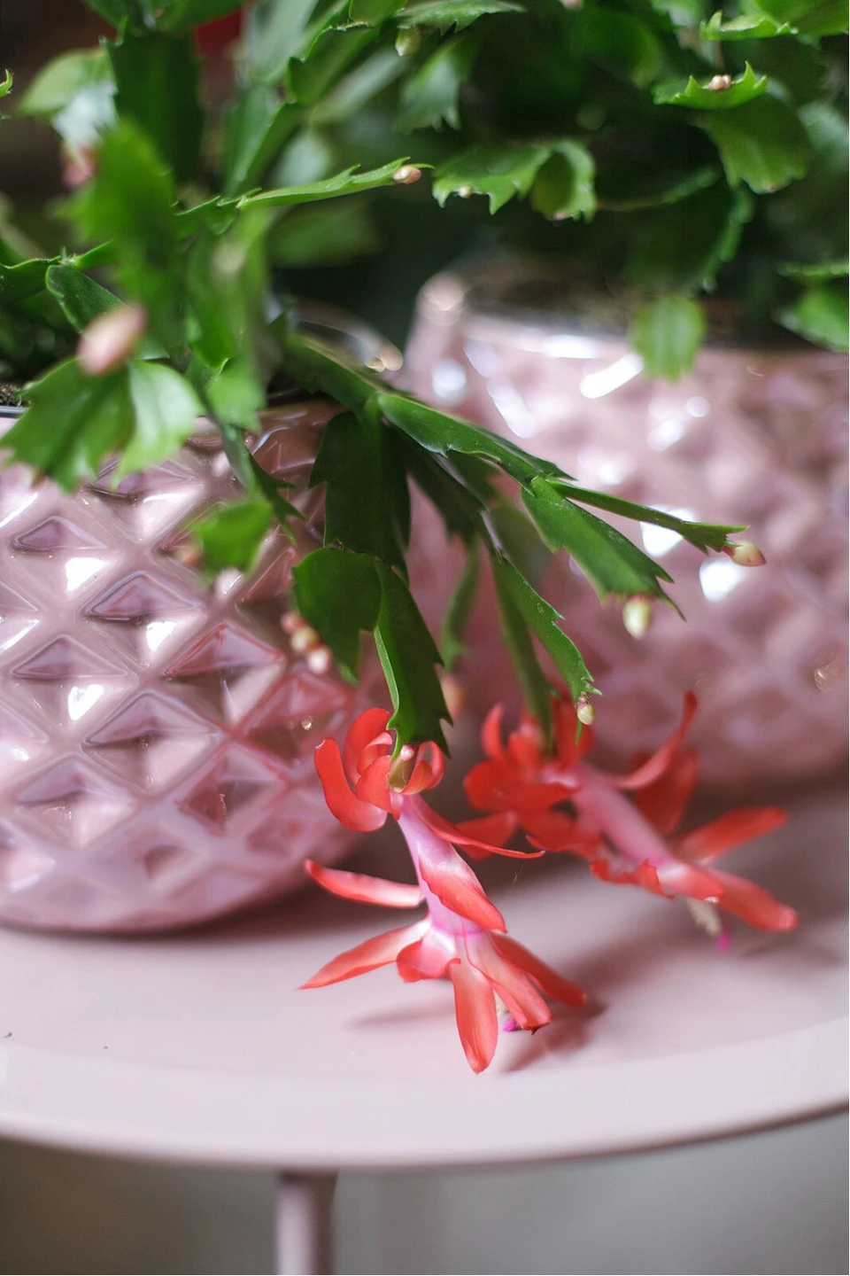 Schlumbergera (Шлюмбергера, Декабрист) 9