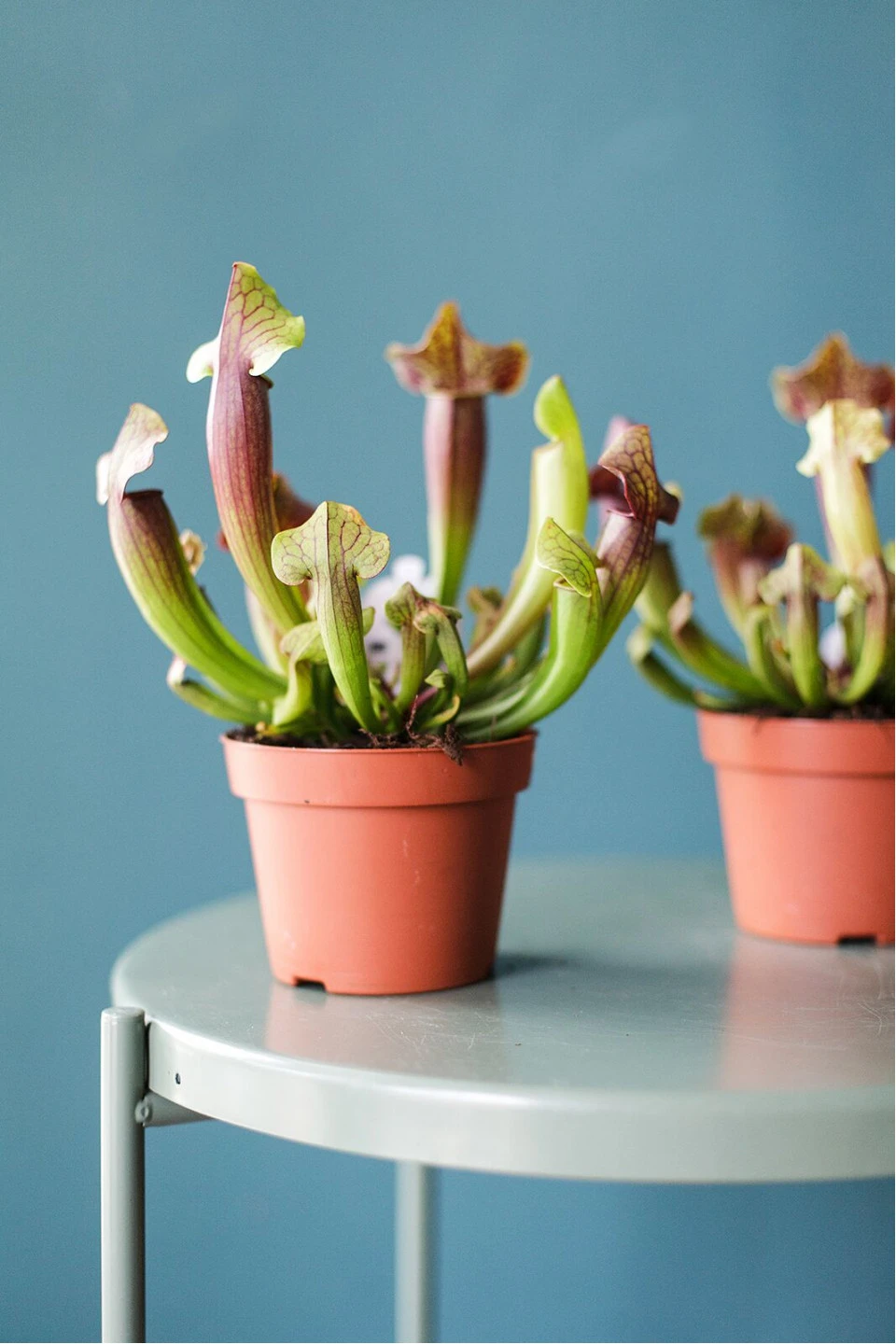 Саррацения (мухоловка) - для женщины/молодой пары