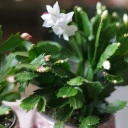 Schlumbergera (Шлюмбергера, Декабрист) - с доставкой по Минску - миниатюра