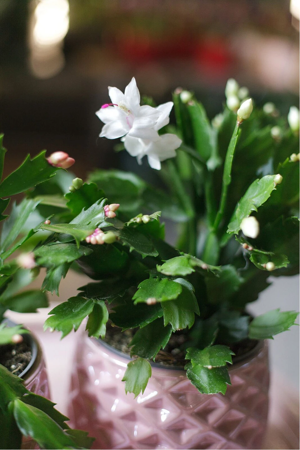 Schlumbergera (Шлюмбергера, Декабрист) - с доставкой по Минску