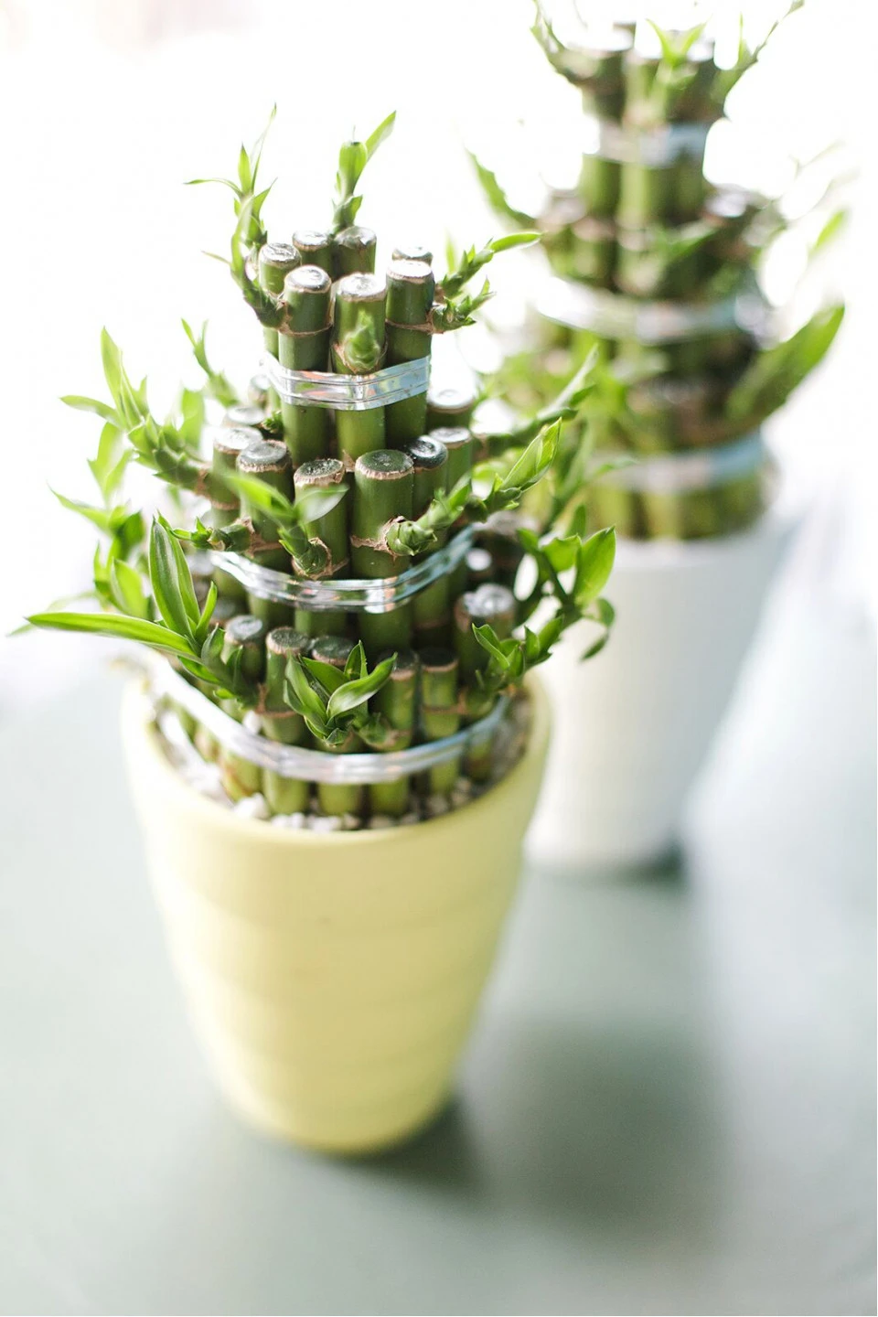 Драцена Бамбук (Dracaena sanderiana) 20 см 8